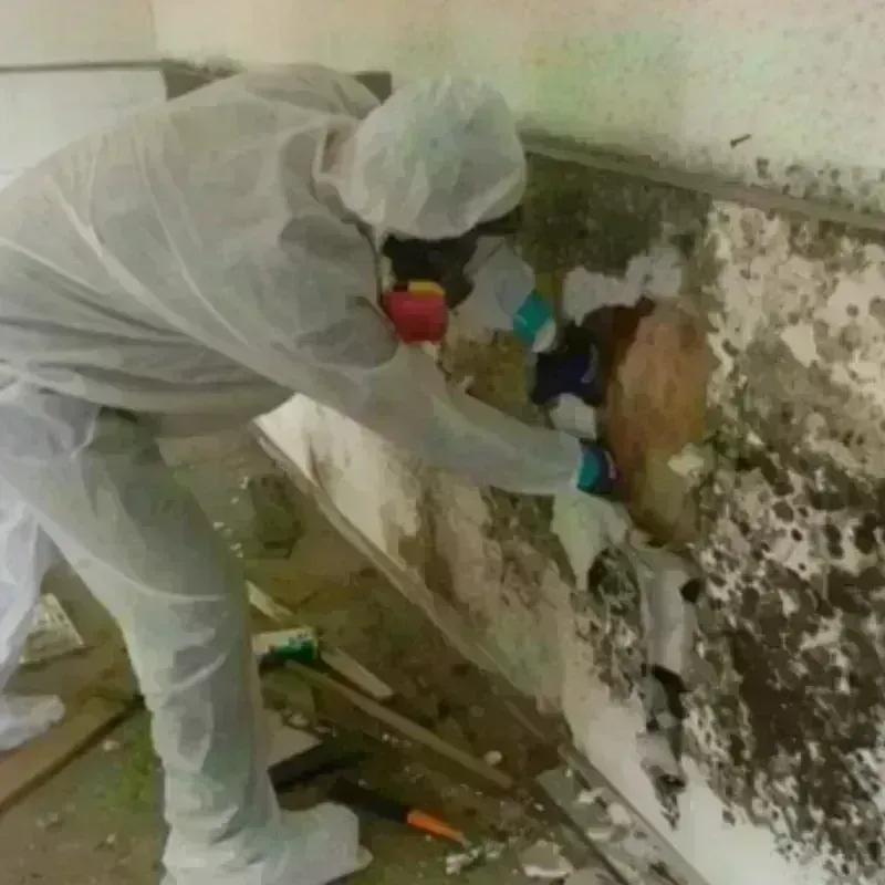 Mold Remediation and Removal in Smithville, NJ